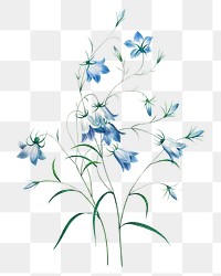 Campanule flower png botanical illustration, remixed from artworks by Pierre-Joseph Redout&eacute;
