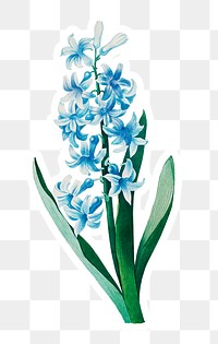Blue hyacinth flower sticker overlay design element