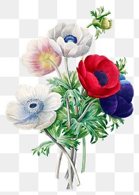 Anemone flower png botanical illustration, remixed from artworks by Pierre-Joseph Redouté