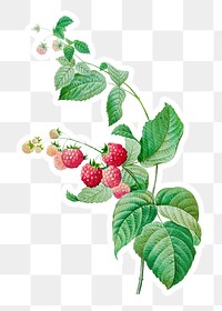 Raspberry plant sticker overlay design element  