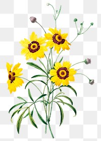 Tickseed flower png botanical illustration, remixed from artworks by Pierre-Joseph Redout&eacute;