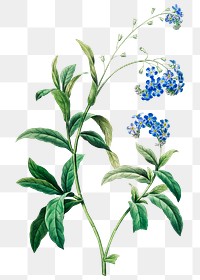 Forget me not flower png botanical illustration, remixed from artworks by Pierre-Joseph Redout&eacute;
