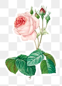 Cabbage rose flower sticker overlay design element 