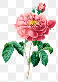 Pink rose flower png botanical illustration, remixed from artworks by Pierre-Joseph Redouté