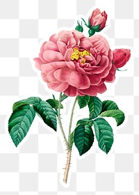 Pink rose flower sticker overlay design element 