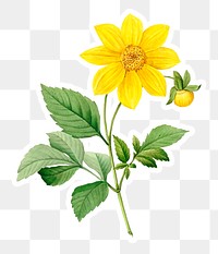 Yellow Dahlia sticker overlay design element