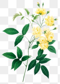 Lady bank&#39;s rose flower png botanical illustration, remixed from artworks by Pierre-Joseph Redout&eacute;