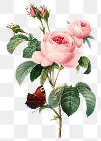 Cabbage rose flower png botanical illustration, remixed from artworks by Pierre-Joseph Redout&eacute;