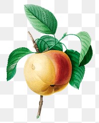 Apple fruit png botanical illustration, remixed from artworks by Pierre-Joseph Redouté