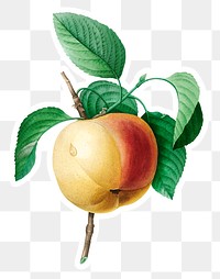 Apple fruit sticker design element 