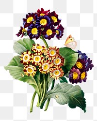 Primula auricula flower png botanical illustration, remixed from artworks by Pierre-Joseph Redout&eacute;