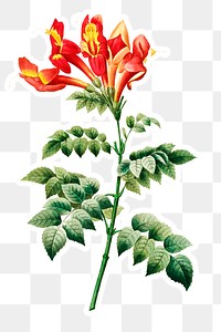 Bignonia capensis flower sticker overlay design element 