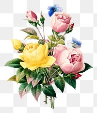 Yellow rose and cabbage rose flower png botanical illustration, remixed from artworks by Pierre-Joseph Redout&eacute;