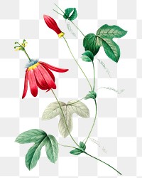 Red passion flower png botanical illustration, remixed from artworks by Pierre-Joseph Redout&eacute;
