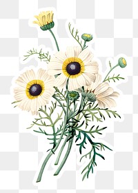 Chrysanthemum carinatum flower sticker overlay design element 