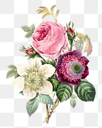 Anemone and cabbage rose flower png botanical illustration, remixed from artworks by Pierre-Joseph Redouté