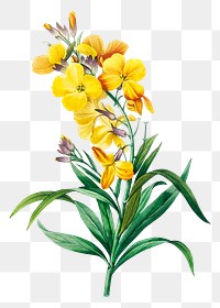 Wallflower png botanical illustration, remixed from artworks by Pierre-Joseph Redout&eacute;
