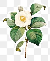 White Japanese camellia flower sticker design element 