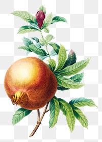 Pomegranate fruit png botanical illustration, remixed from artworks by Pierre-Joseph Redouté