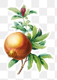 Pomegranate fruit sticker design element 