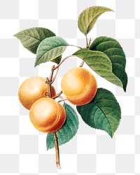 Peaches fruit on a branch png botanical illustration, remixed from artworks by Pierre-Joseph Redout&eacute;