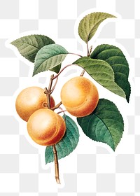 Peaches fruit on a branch sticker overlay design element