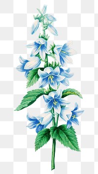 Bellflower png botanical illustration, remixed from artworks by Pierre-Joseph Redout&eacute;