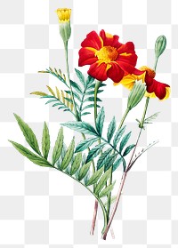 Mexican flower png botanical illustration, remixed from artworks by Pierre-Joseph Redout&eacute;