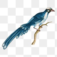 Cuckoo bird on a tree branch vintage illustration transparent png