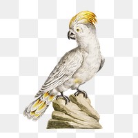 Cockatoo on a rock vintage illustration transparent png