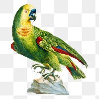 Parrot on a rock vintage illustration transparent png