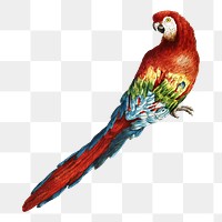 Macaw vintage illustration transparent png