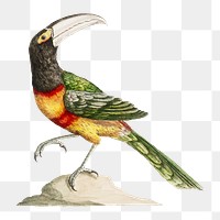 Toucan on a rock vintage illustration transparent png