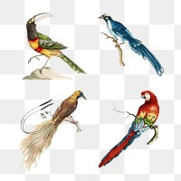 Vintage bird illustration set transparent png