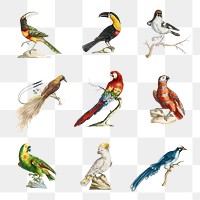 Vintage bird illustration set transparent png