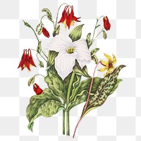 Yellow Adders Tongue, Large White Trillium, and Wild Columbine flower bouquet transparent png
