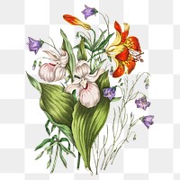 Wild Orange Red Lily, Harebell, and Showy Ladys Slipper flower bouquet transparent png