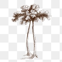 A tall tree vintage illustration transparent png