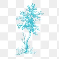 A blue tall tree  vintage illustration transparent png