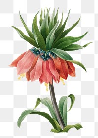 Crown Imperial Fritillary transparent png