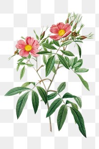 Rosa Hudsoniana Salicifolia transparent png