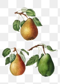 Set of pears on branches vintage illustration transparent png
