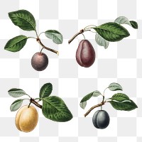 Set of plums on branches illustration transparent png