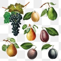 Set of grape, pears and plums illustration transparent png