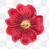 Vintage blooming Alcea Rosea flower