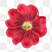 Vintage blooming Alcea Rosea flower sticker with white border