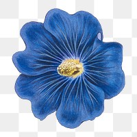 Vintage blooming Alcea Rosea flower in blue