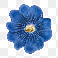 Vintage blooming Alcea Rosea flower in blue sticker with white border