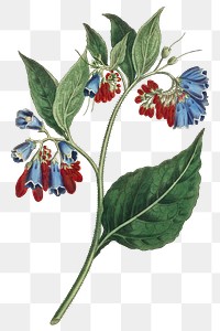 Vintage Symphyum Asperrim (Prickley Comfrey) flower