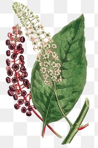 Vintage Phytolacca Decandra (American Pokeweed) flower